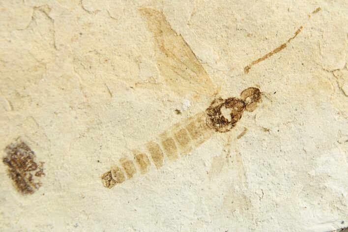 Detailed Fossil Fly (Plecia) - France #259852